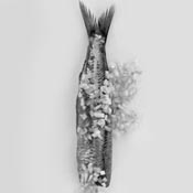 Fish_bw